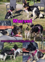 Marvel Collage neu