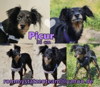 Picur