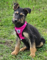 Tilly2