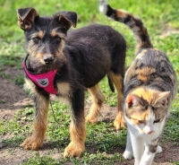 Tilly und Katze