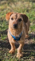 Wendel