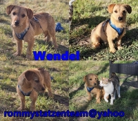 Wendel Collage