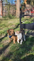 Wendel Katze2