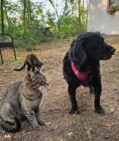 Tumma Katze neu
