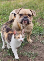 Tammo Katze