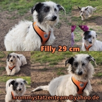 Filly Collage