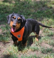 Petula2
