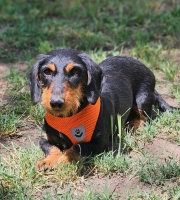 Petula4
