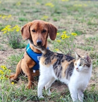 Semmel Katze