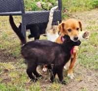Fanja und Katzen
