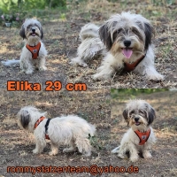 Elika Collage