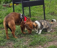 Stupsi Katze2