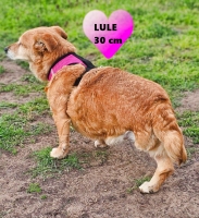 Lule4