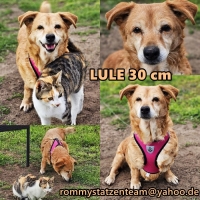 Lule Collage