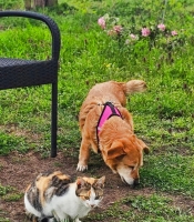 Lule Katze3