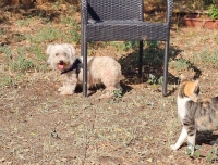 Barla Katze
