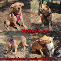 Netti Collage