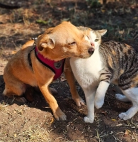 Netti Katze