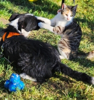 Zwarwit Katze3 neu