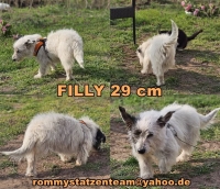 Filly Collage neu2