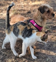 Hilge Katze