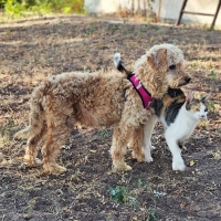 Evanja Katze