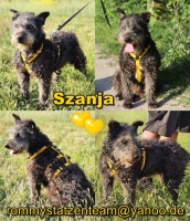 Szanja Collage