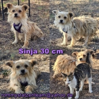 Sinja Collage