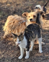 Sinja Katze Sinja
