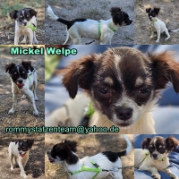 Mickel