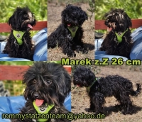 Marek