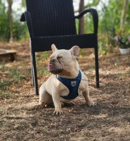 Hugo4