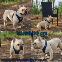 Hugo