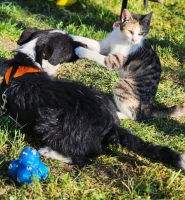 Zwarwit Katze2