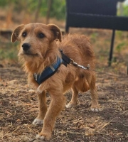 Rollo2