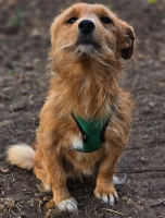 Rollo3