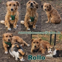 Rollo Collage Rollo