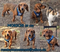 Morschi Collage Morschi