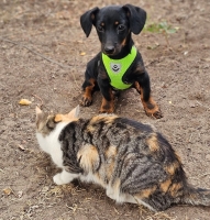 Justav Katze2