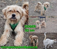 Doger Collage Doger