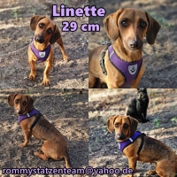 Linette Collage