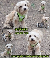Notker Collage