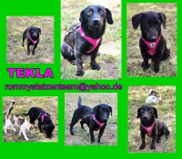 Tekla