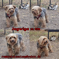 Jagwiga