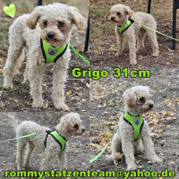 Grigo Collage