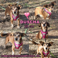 Duscha Collage Duscha