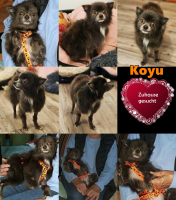 Koyu PS Collage